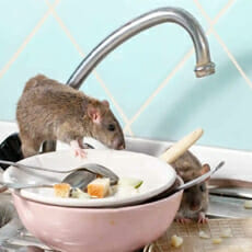 rats-in-the-sink