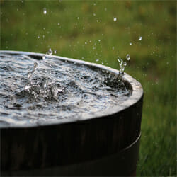 harvesting rainwater