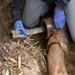 tree root clogs